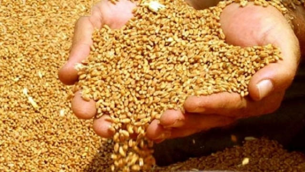 Buğdanın qiymətinin artmasına səbəb nədir?
